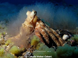 octopus 
El Hierro - Canary Islands by Claudia Weber-Gebert 